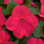 Impatiens, Beacon Lipstick 4 in
