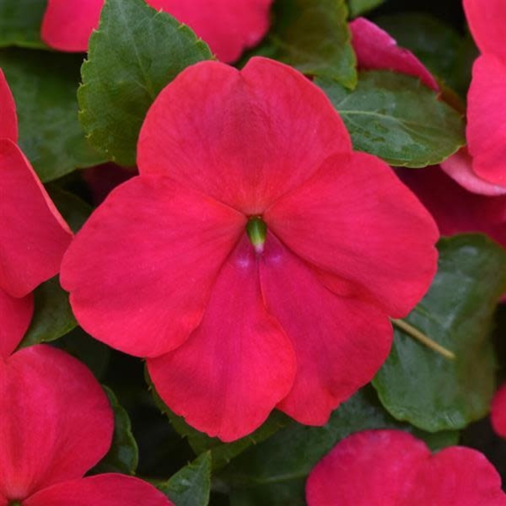 Impatiens, Beacon Lipstick 4 in