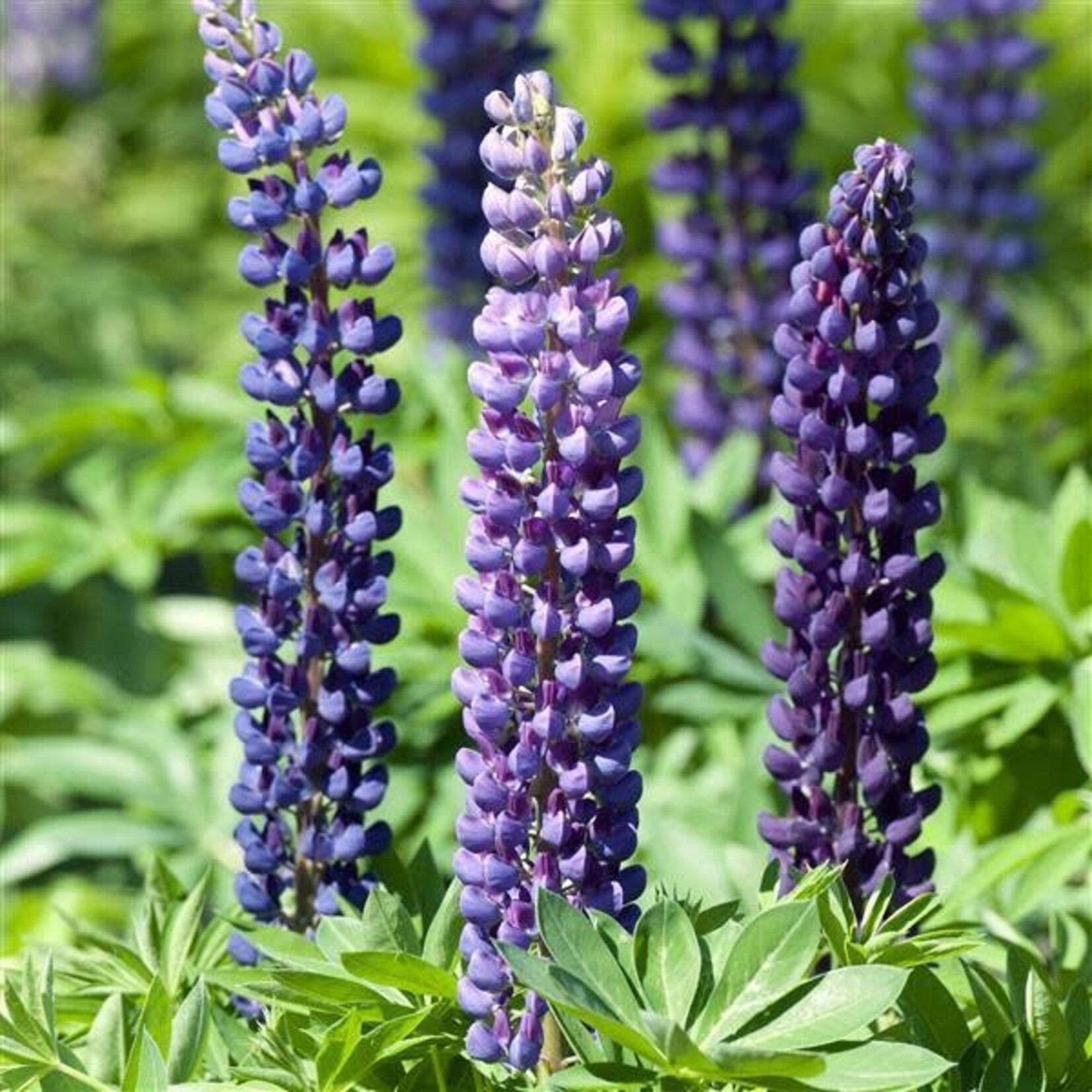 Lupinus Russell, Gallery Blue Shades 4 in
