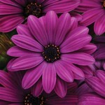 Osteospermum, Akila Purple 4 in