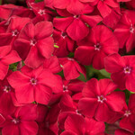 Phlox, Intensia Red Hot 3 in