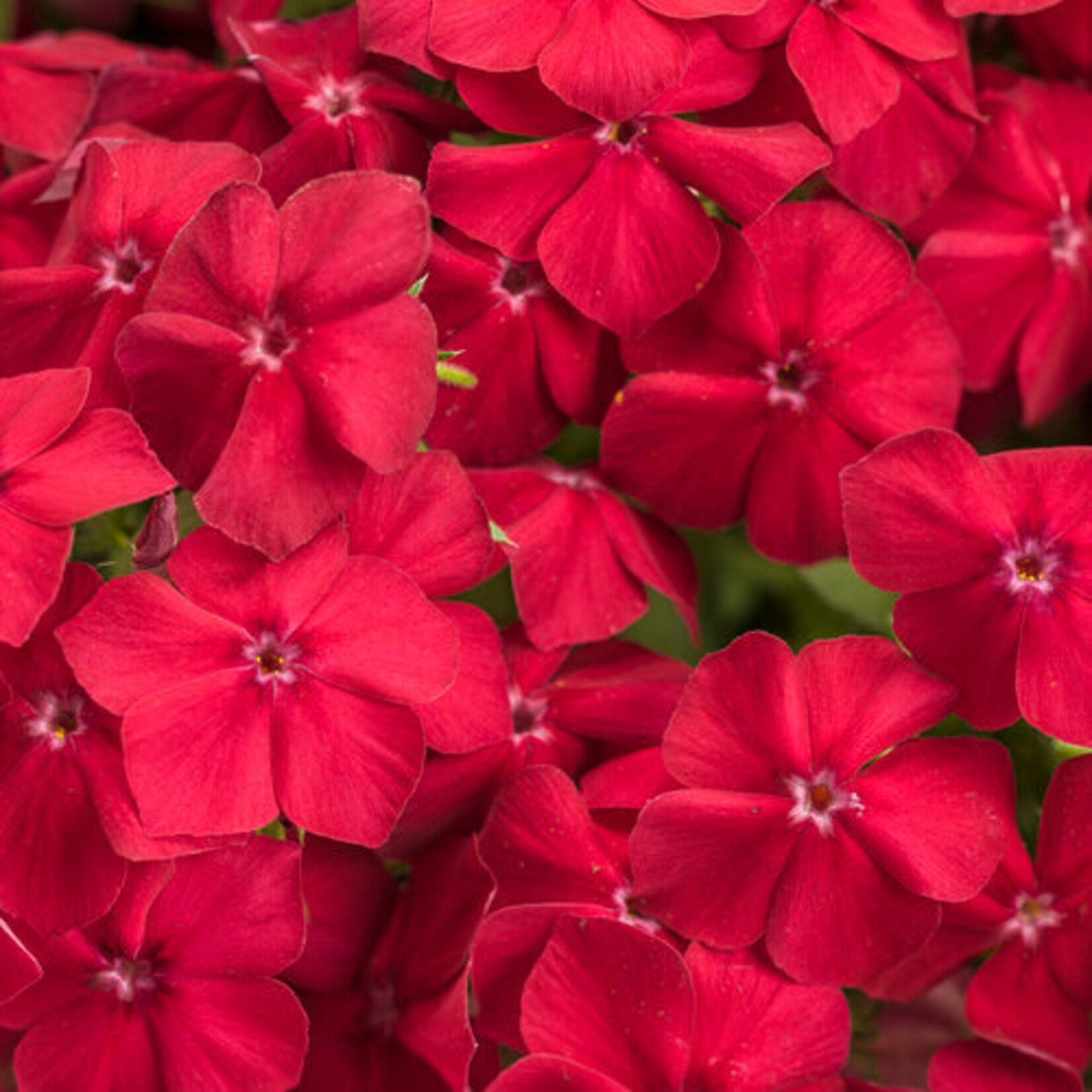 Phlox, Intensia Red Hot 3 in