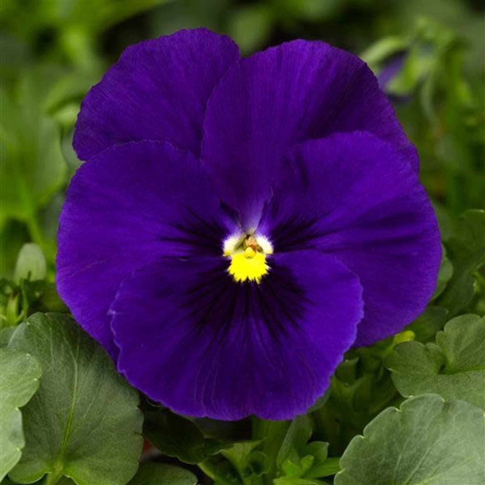 Viola, Penny Blue Deep 6-pak
