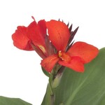 Canna, Cannova Scarlet 1G