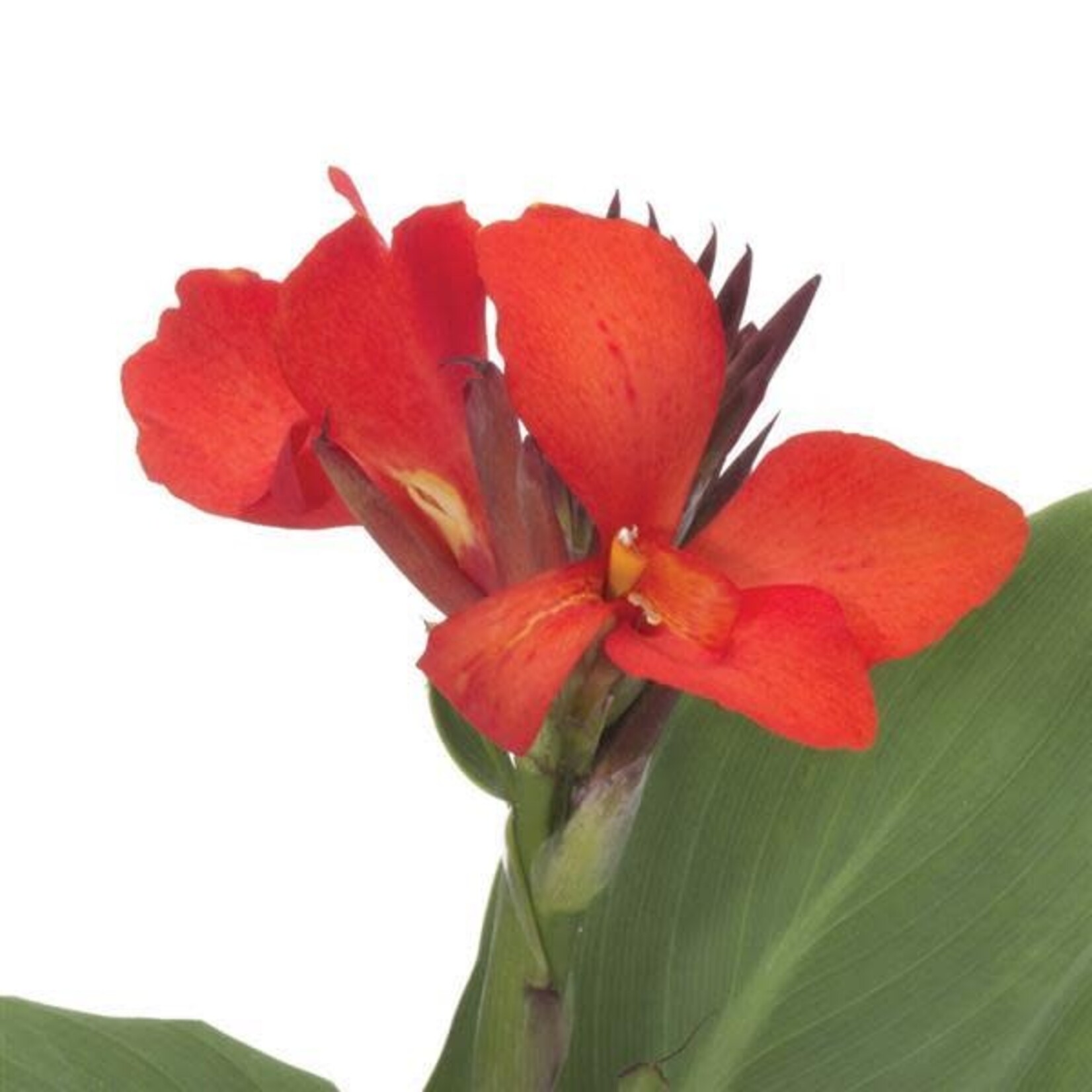 Canna, Cannova Scarlet 1G