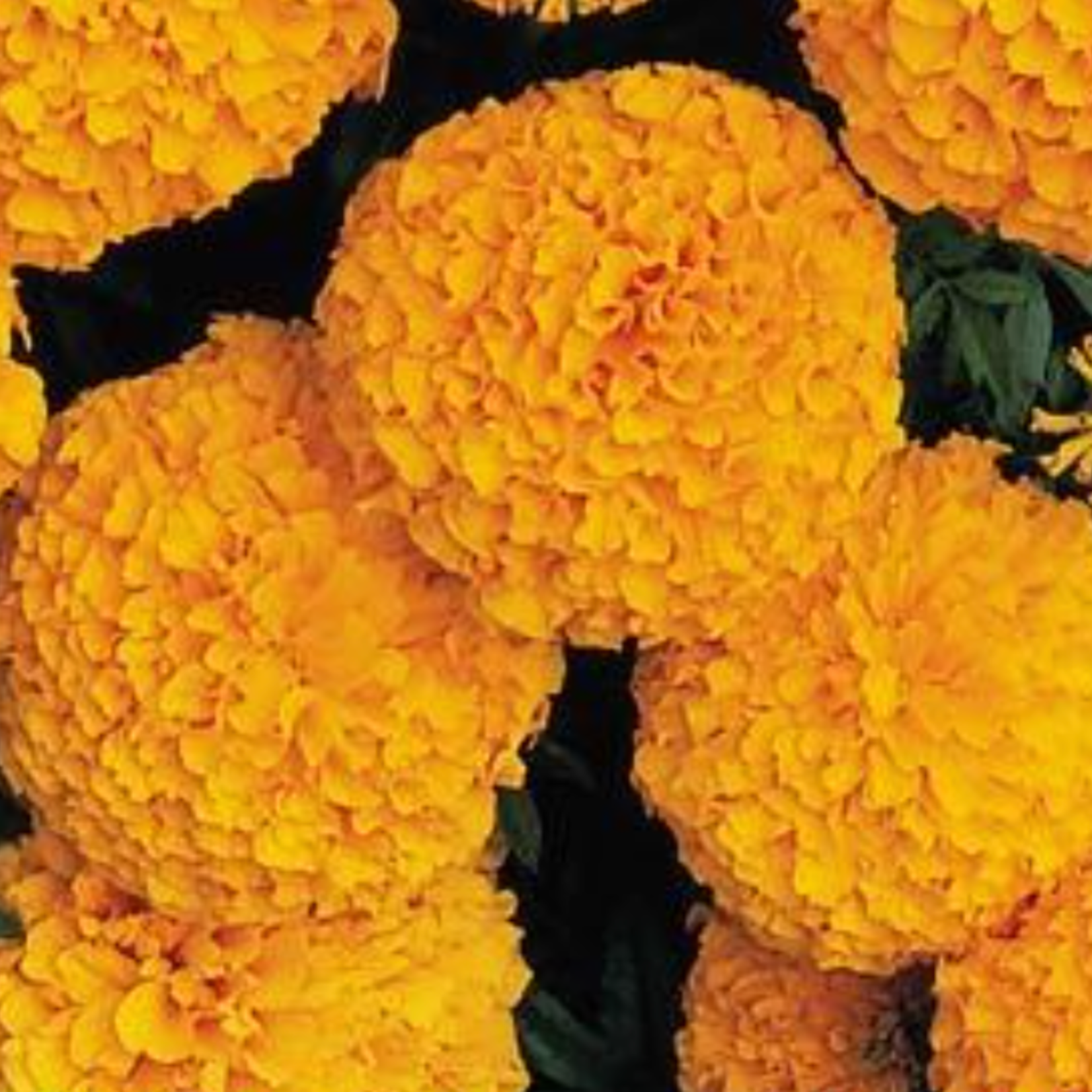 Marigold Inca Orange Deep 6-Pak