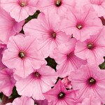 Petunia, Supertunia Vista Bubblegum 4 in