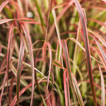 Pennisetum, Fireworks 6 in