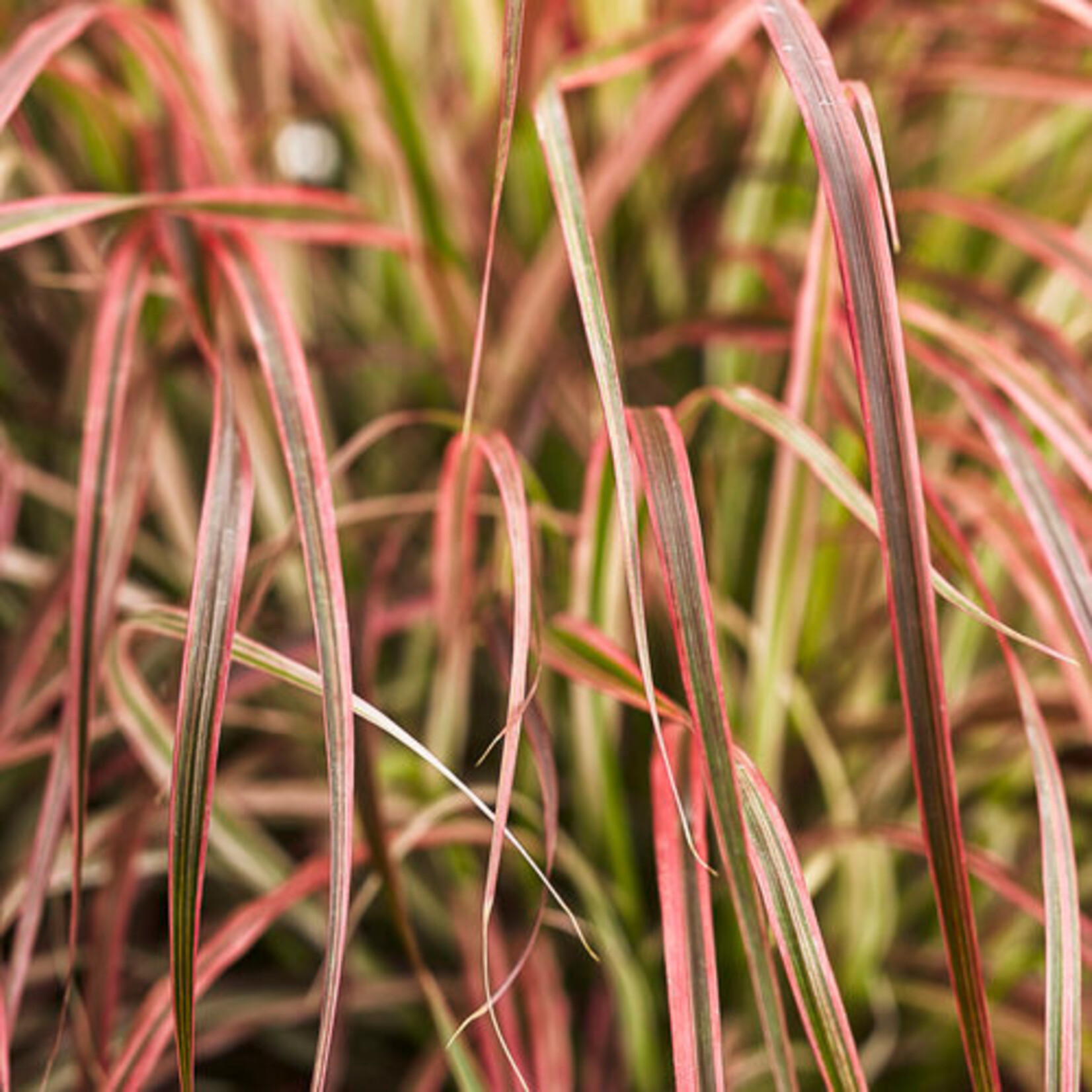Pennisetum, Fireworks 6 in