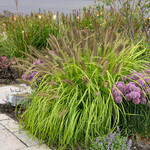 Pennisetum, Lemon Squeeze 4 in