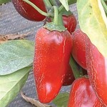 Pepper, Jalapeno Early 4 in