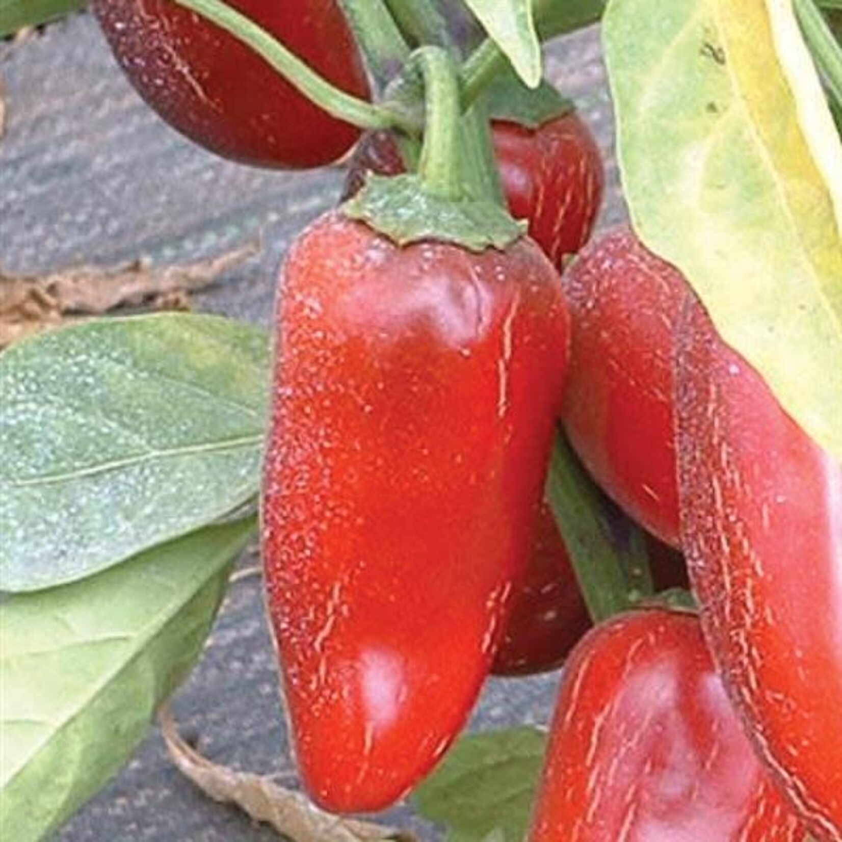 Pepper, Jalapeno Early 4 in