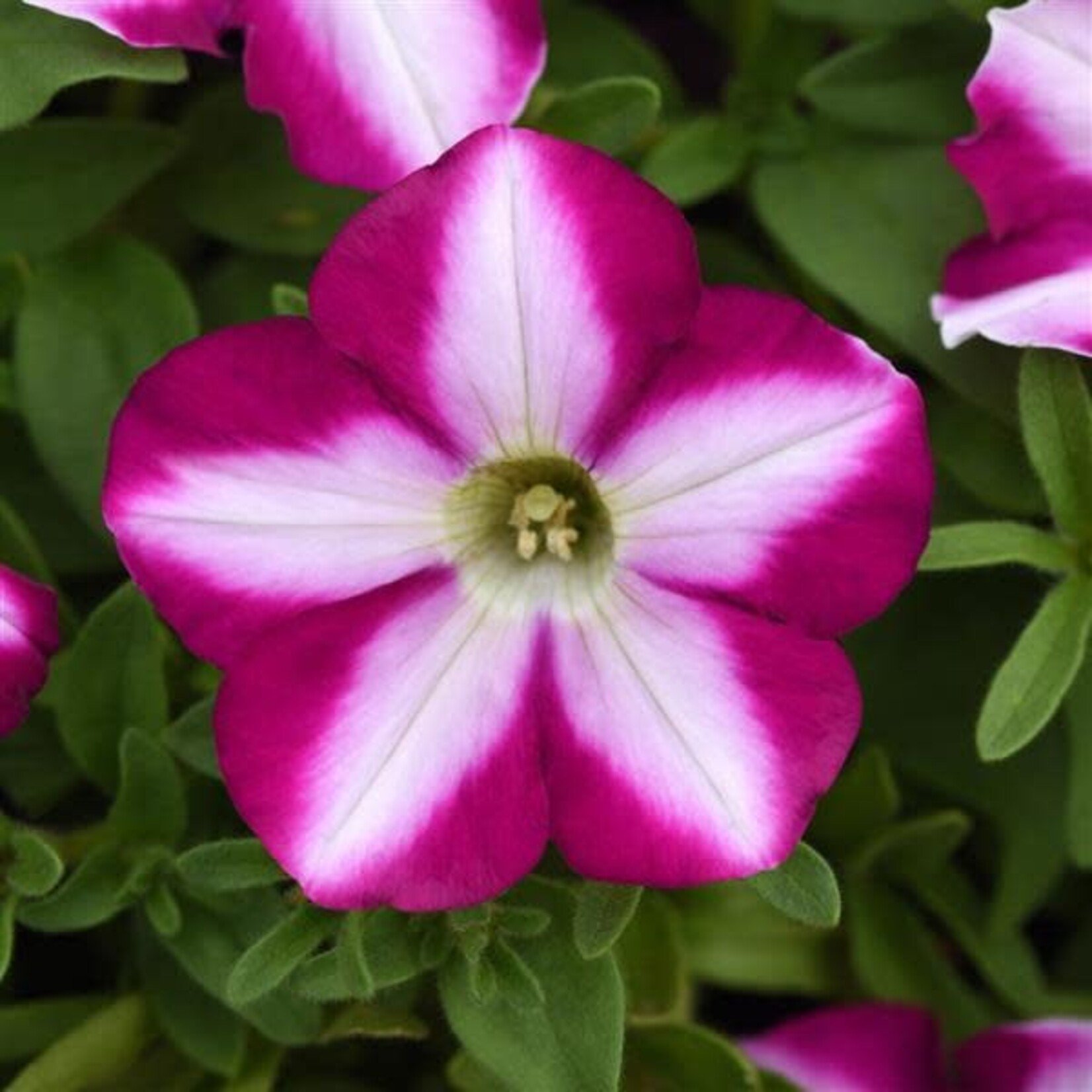 Petunia, Headliner Raspberry Swirl 4 in