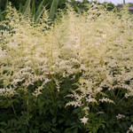 Astilbe Arendsii, False Spirea Cappuccino 6 in