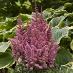 Astilbe Chinensis, False Spirea Vision In Pink 6 in