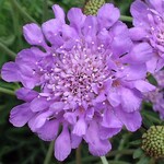 Scabiosa, Pincushion Flower Butterfly Blue 4 in