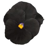 Pansy, Atlas Black 6-pak