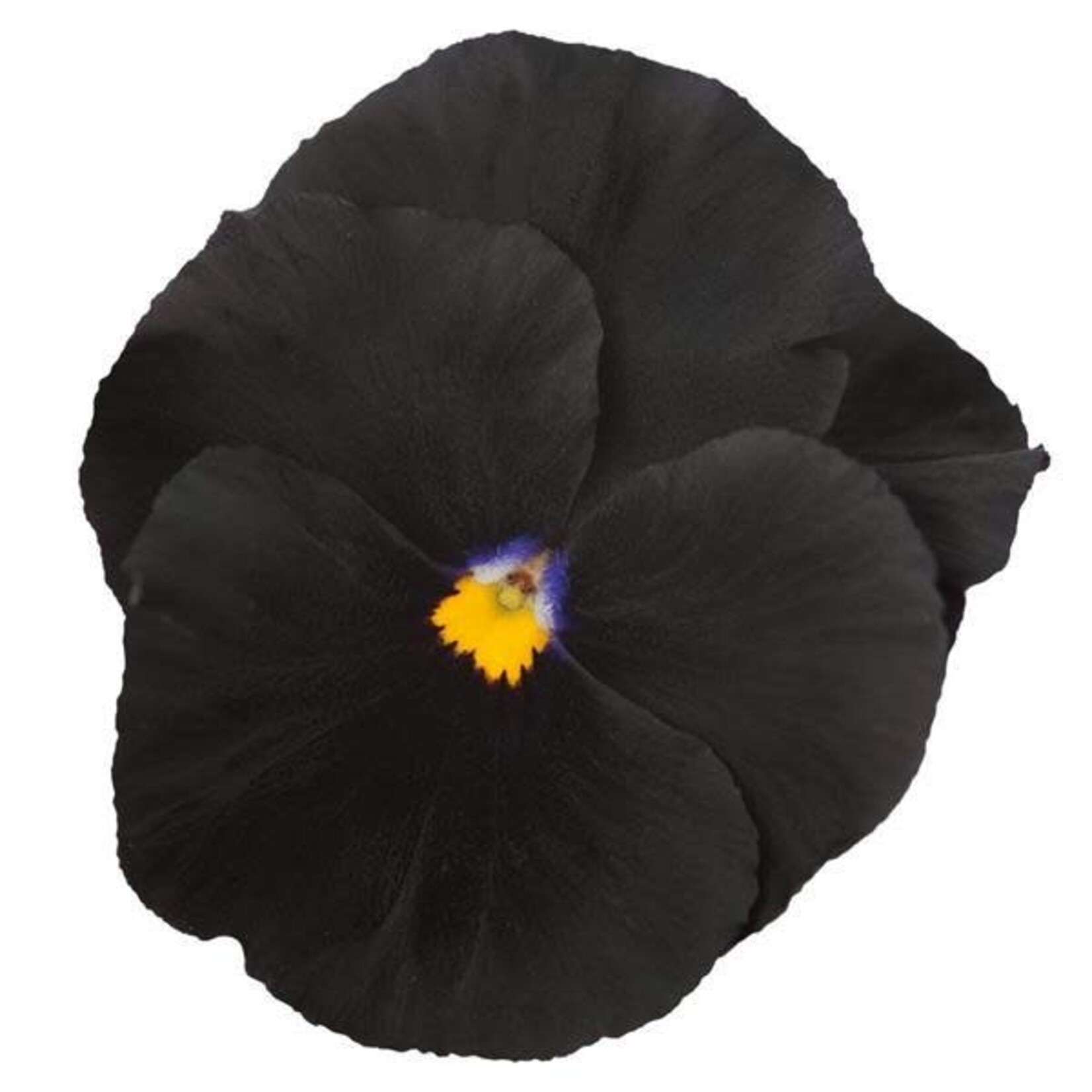 Pansy, Atlas Black 6-pak