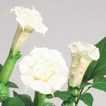 Datura, Ballerina White 1G