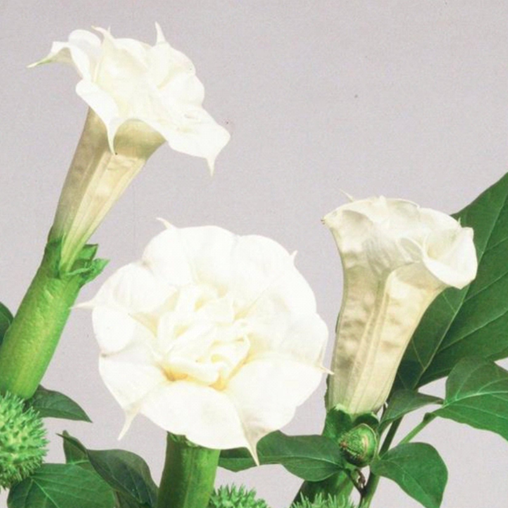 Datura, Ballerina White 1G