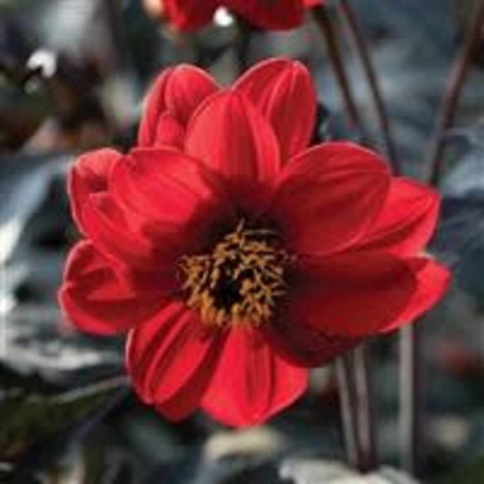 Dahlia, Black Forest Ruby 1G