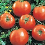 Tomato, Beefsteak 6-pak