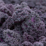 Kale, Sunbor 6-pak