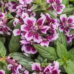 Cuphea, Totally Tempted Frosted Violets 4 in
