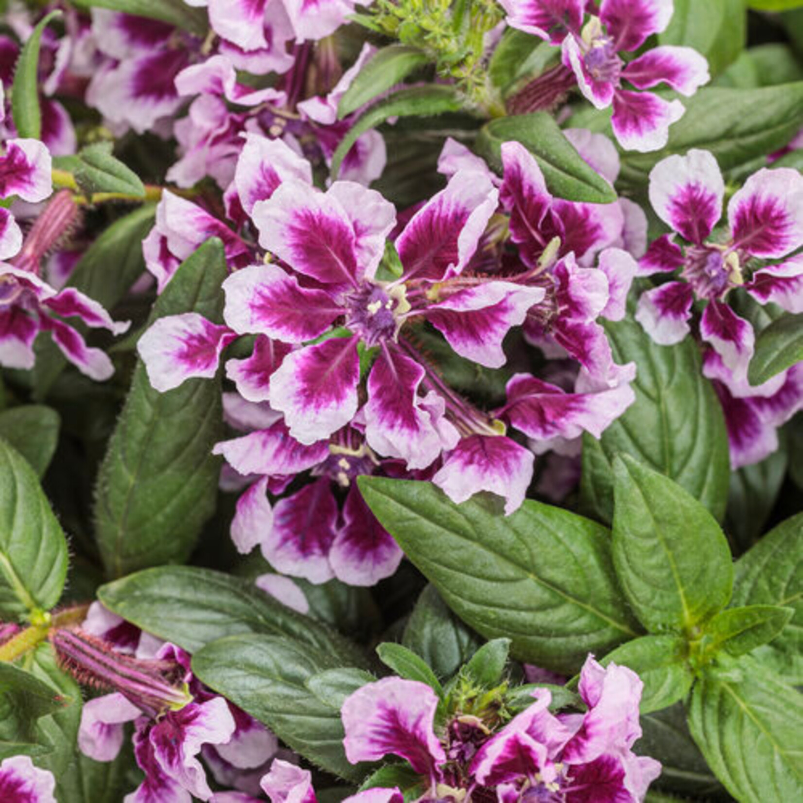 Cuphea, Totally Tempted Frosted Violets 4 in