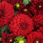 Dahlia, Virtuoso Classy Carmine 4 in