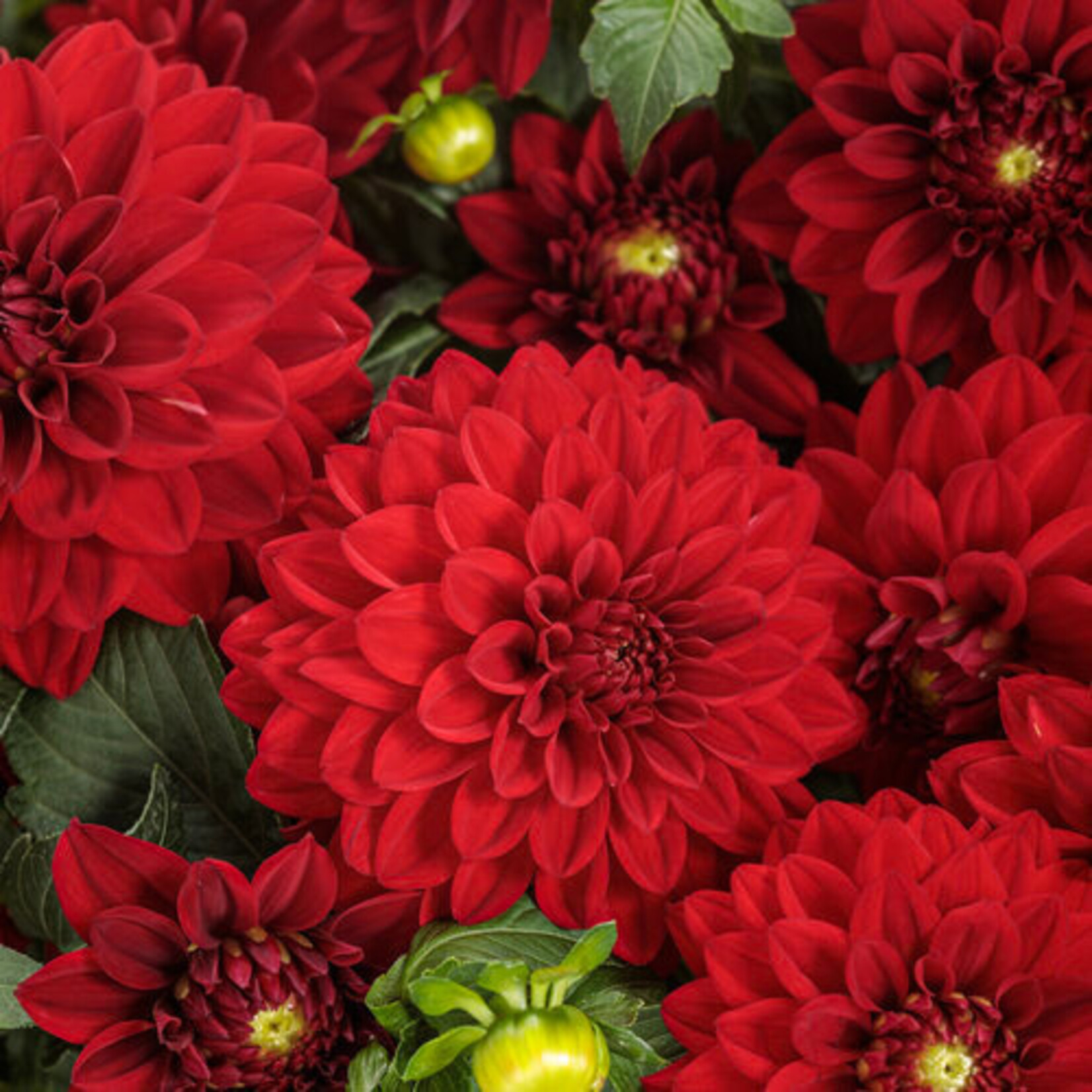 Dahlia, Virtuoso Classy Carmine 4 in