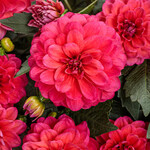 Dahlia, Virtuoso Rad Raz 4 in