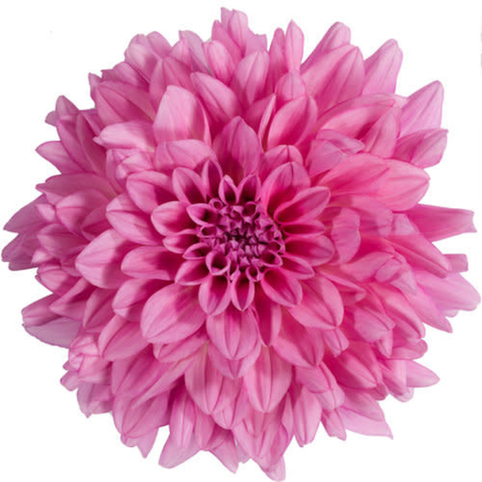 Dahlia, Hypnotica Electric Pink 1G
