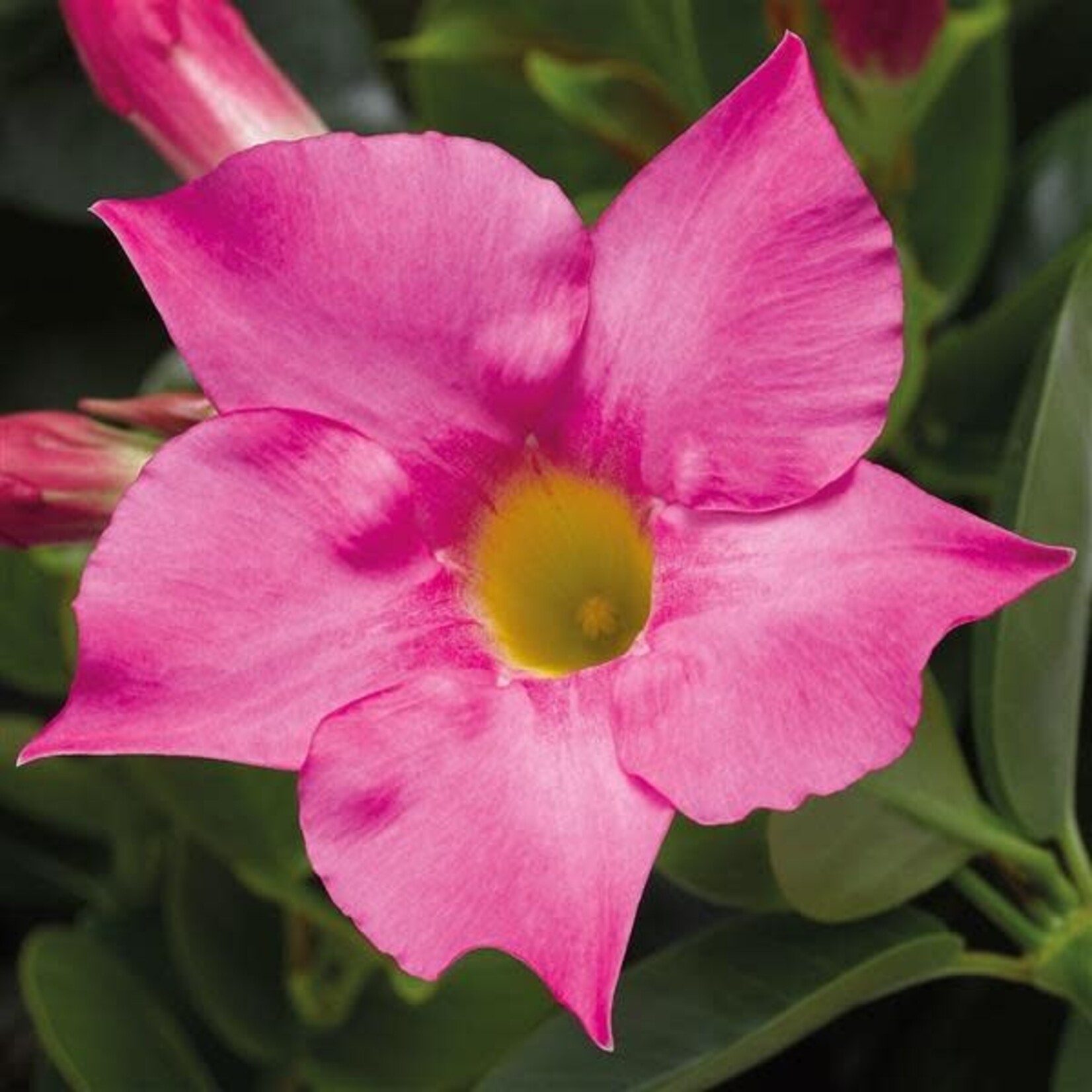 Mandevilla, Madinia Pink 6 in