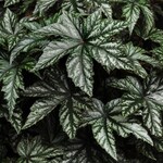 Begonia Rex, Gryphon 1G