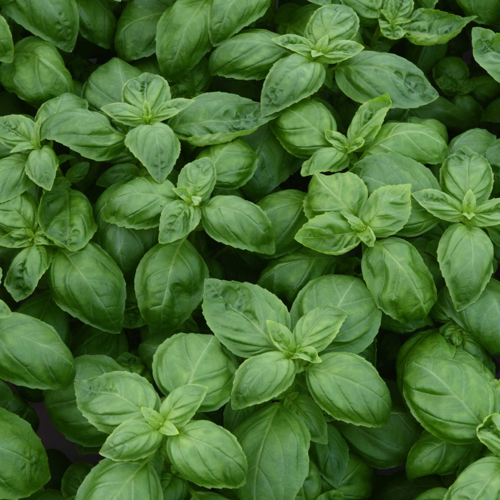 Herb, Basil Dolce Fresca 1G
