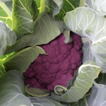 Cauliflower, Dark Vader 4 in