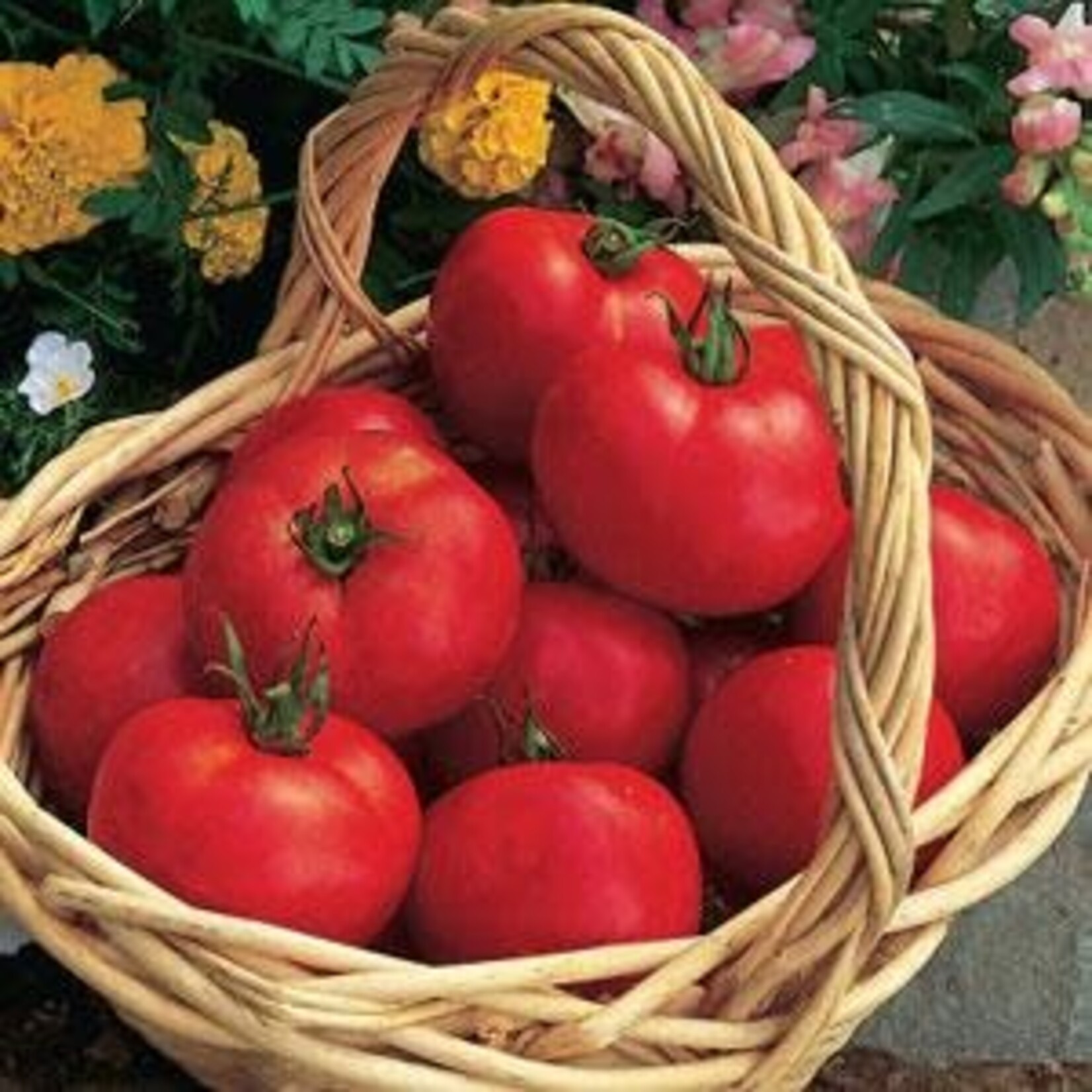 Tomato, Early Girl  1G
