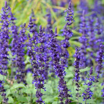 Salvia, Mystic Spires 6 in