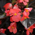 Begonia, Whopper Red Bronze 4 in