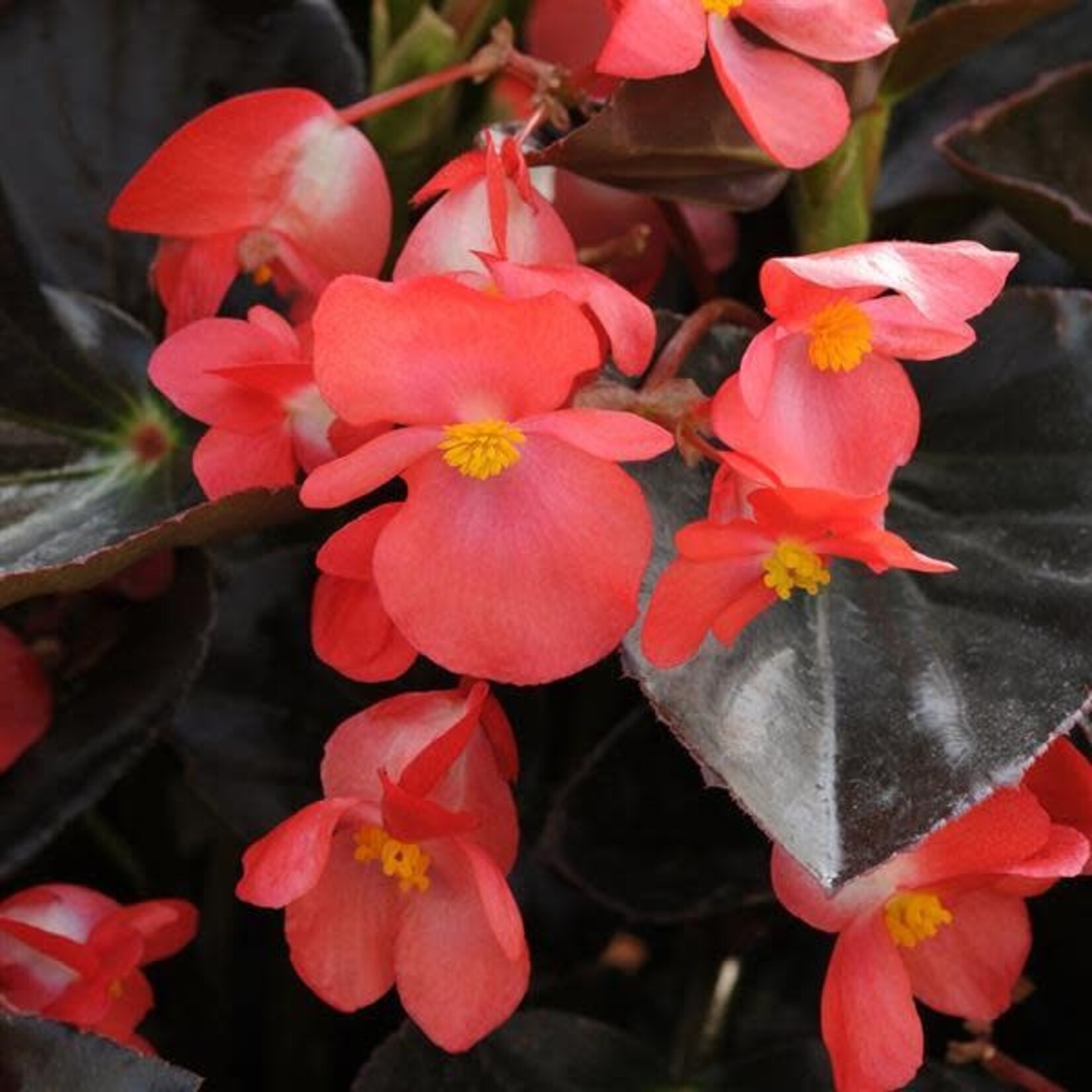 Begonia, Whopper Red Bronze 4 in