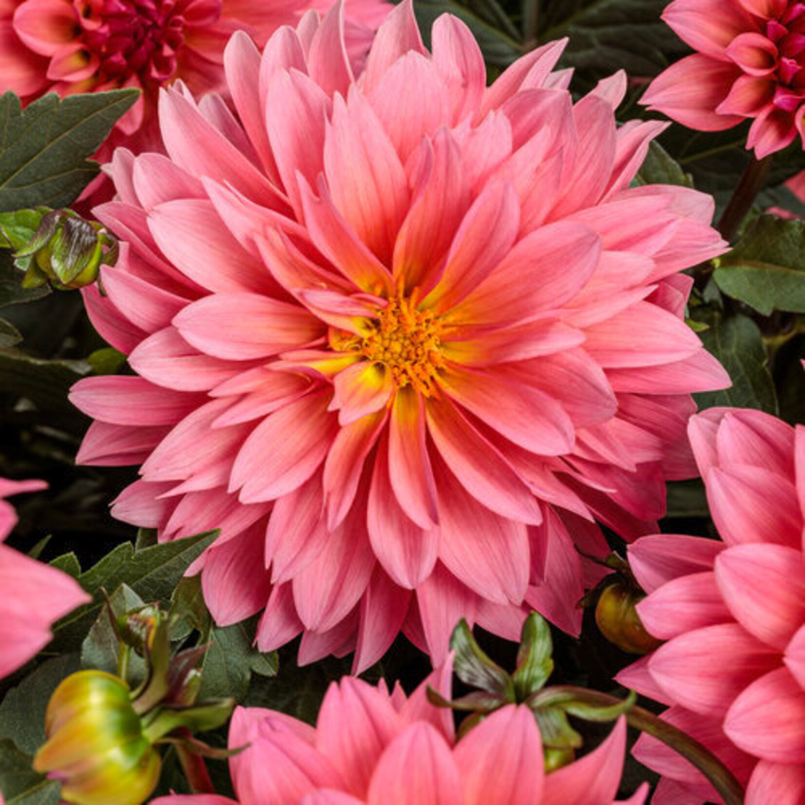 Dahlia, Virtuoso Pinkrific 4 in
