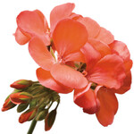 Geranium, Coral Salmon Orange 4 in
