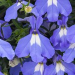 Lobelia, Heatopia Sky Blue 4 in