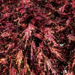 Coleus, Down Town Santa Monica 4 in