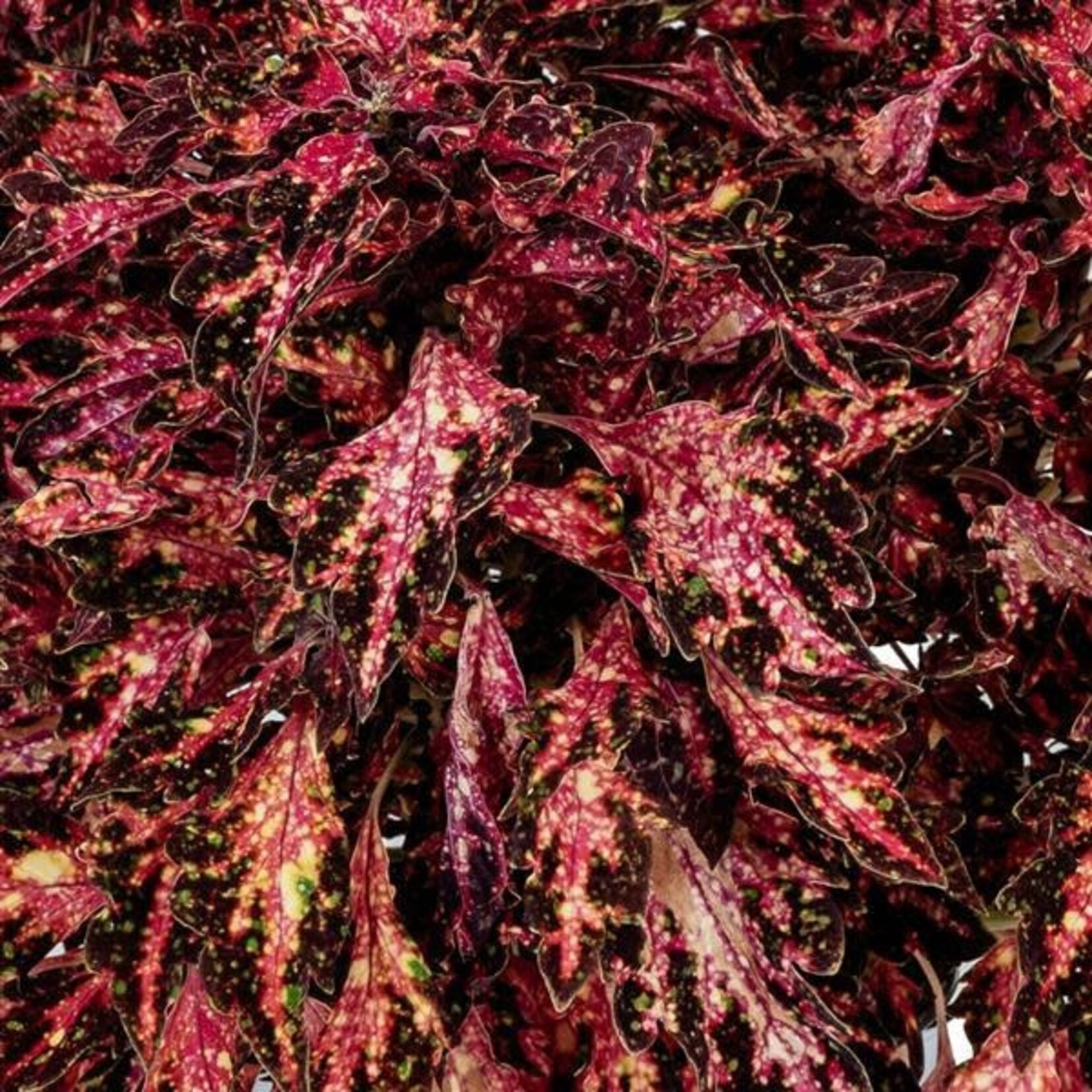 Coleus, Down Town Santa Monica 4 in