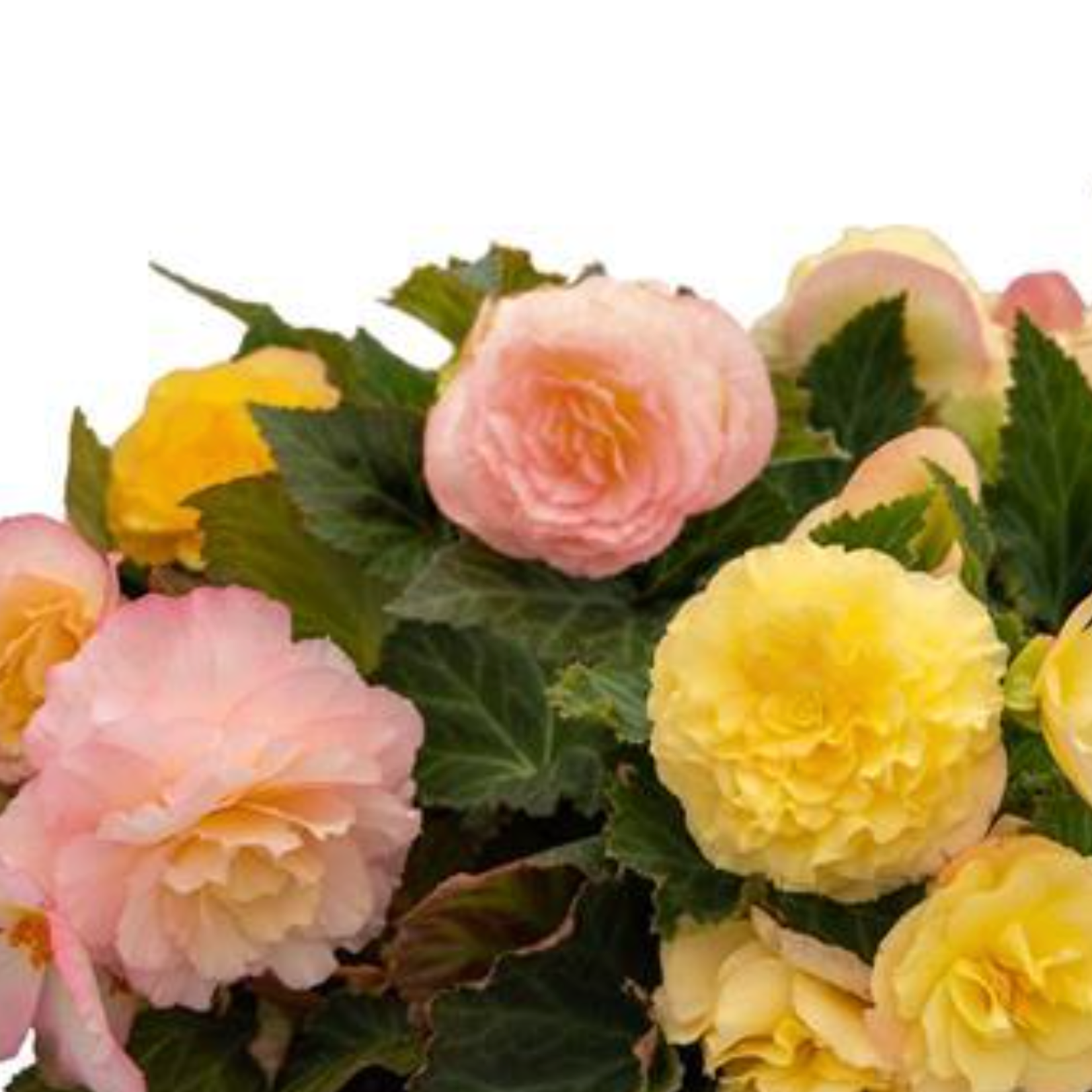 Begonia, Nonstop Peach Shades 4 in