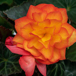 Begonia, Nonstop Flame 4 in