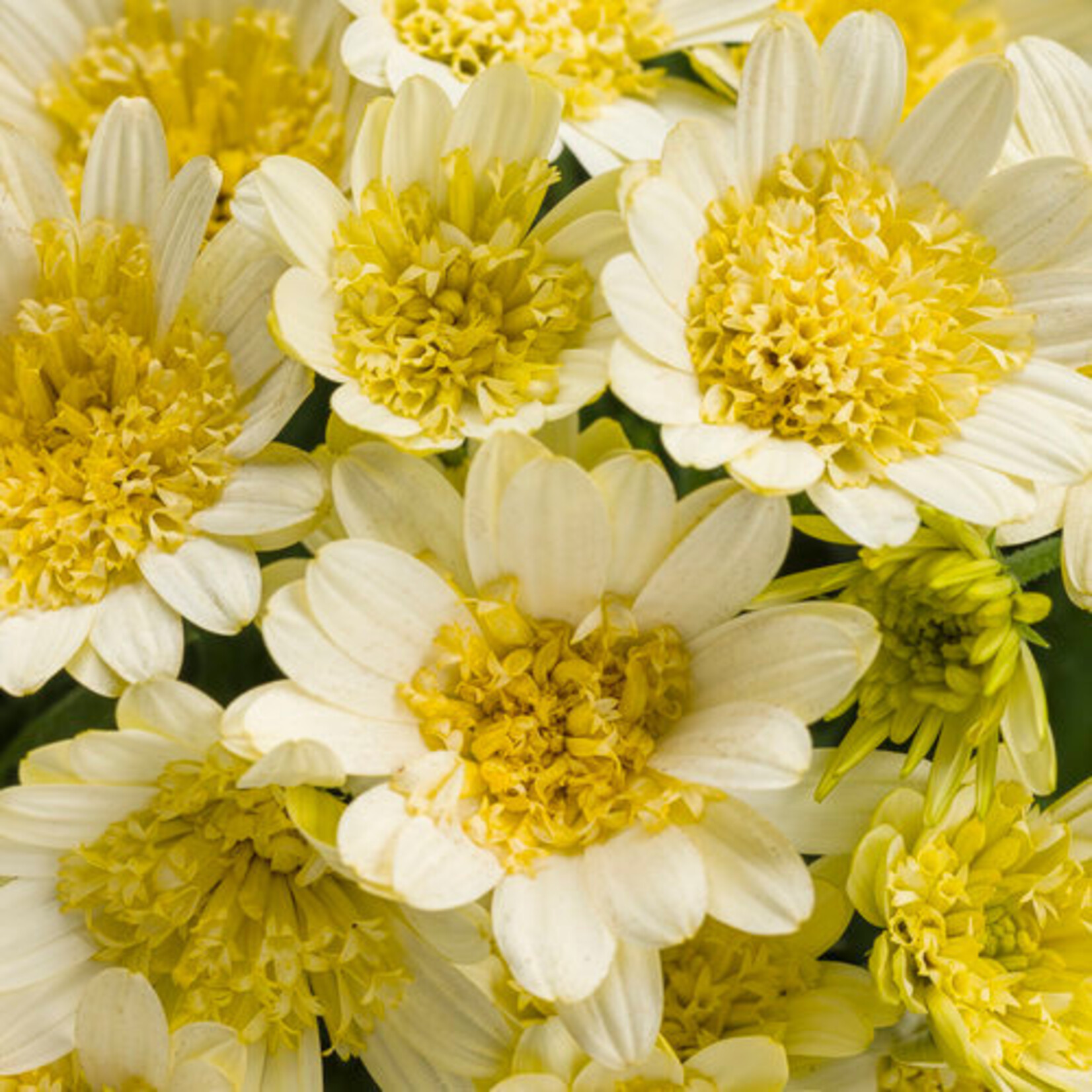 Osteospermum, Bright Lights Double Moonglow 4 in