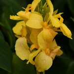 Canna, Cannova Yellow 6 in